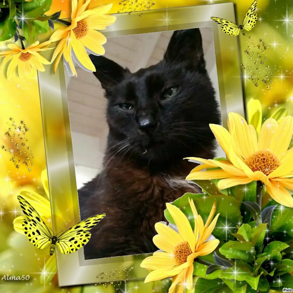 Condolence image of Timmys Mutti Tanja an Sternenprinz Benny ❤