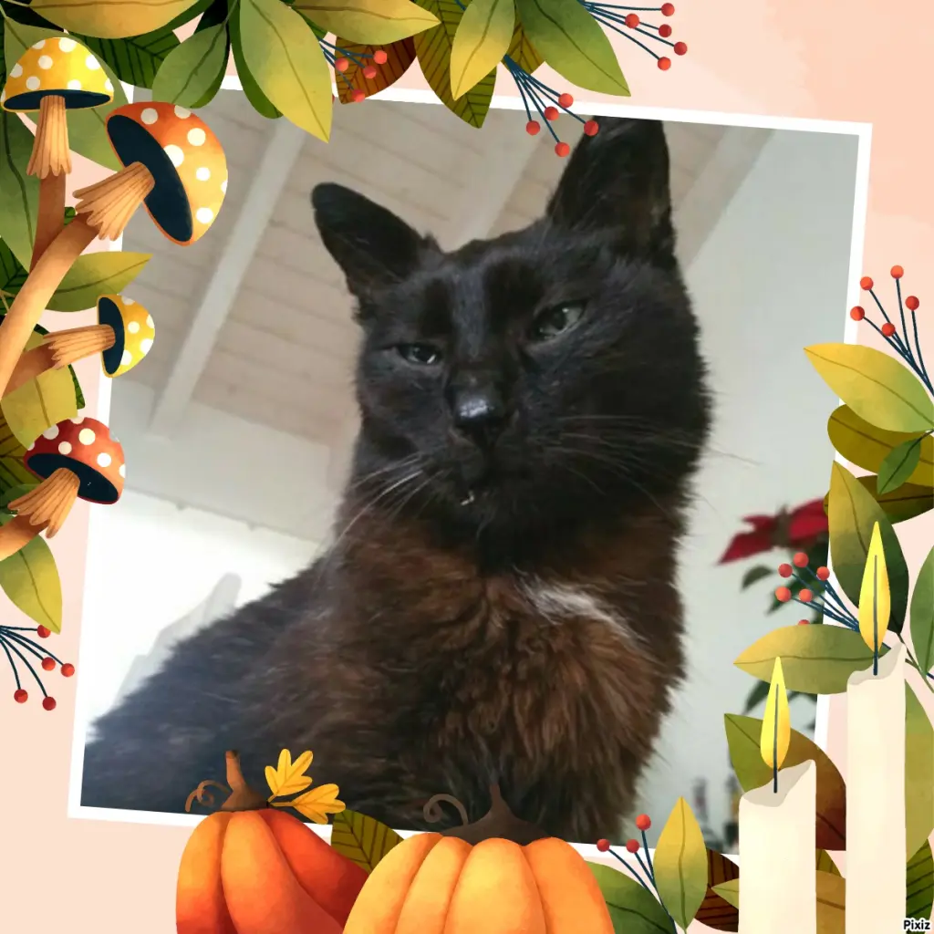 Condolence image of Timmys Mutti Tanja an Sternenprinz Benny ❤
