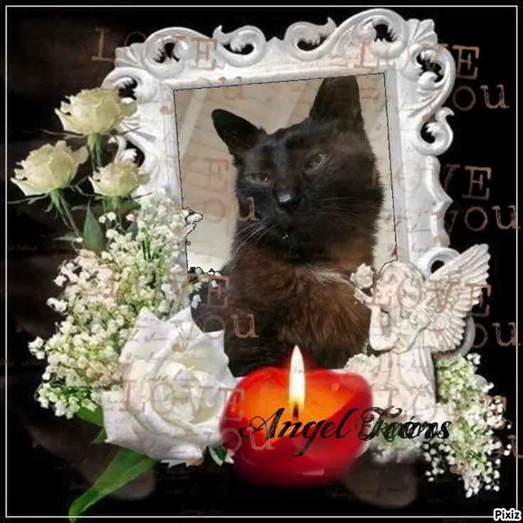 Condolence image of Tanja mit Timmy im Herzen