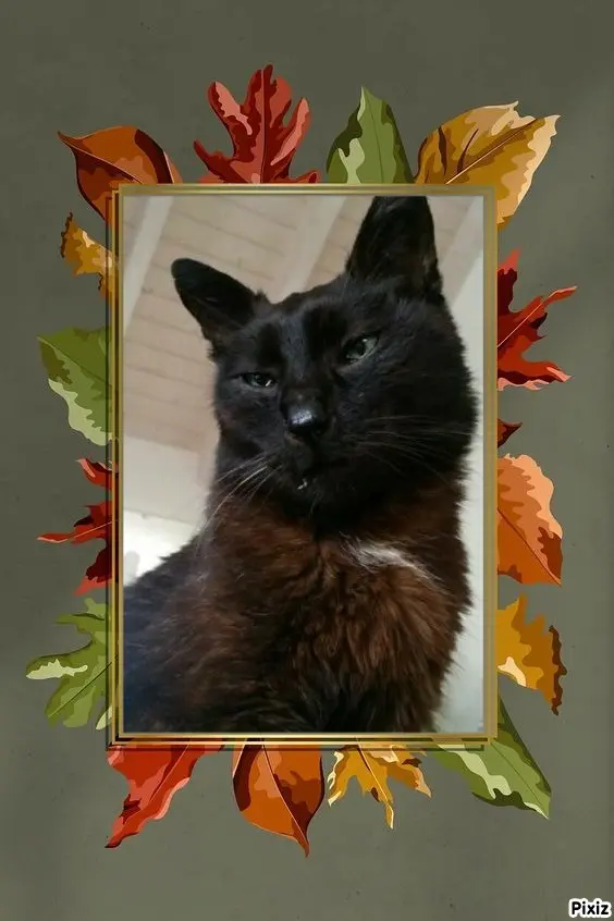 Condolence image of Timmys Mutti Tanja an Sternenprinz Benny ❤