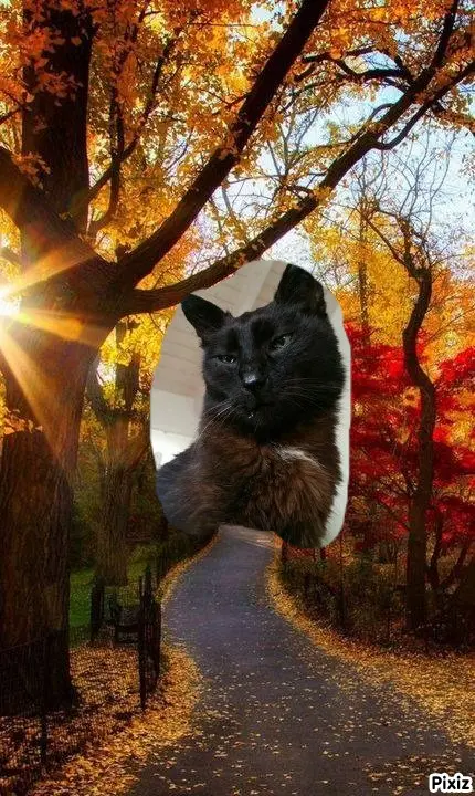 Condolence image of Timmys Mutti Tanja an Sternenprinz Benny ❤
