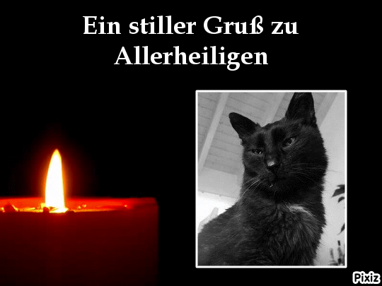 Condolence image of Tanja mit Timmy im Herzen