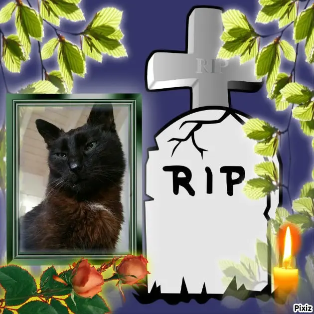 Condolence image of Timmys Mutti Tanja an Sternenprinz Benny ❤