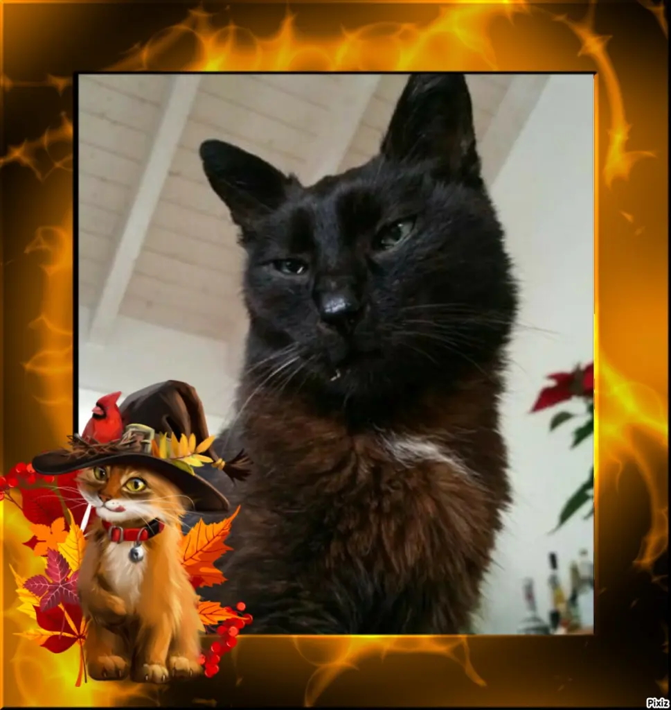 Condolence image of Timmys Mutti Tanja an Sternenprinz Benny ❤