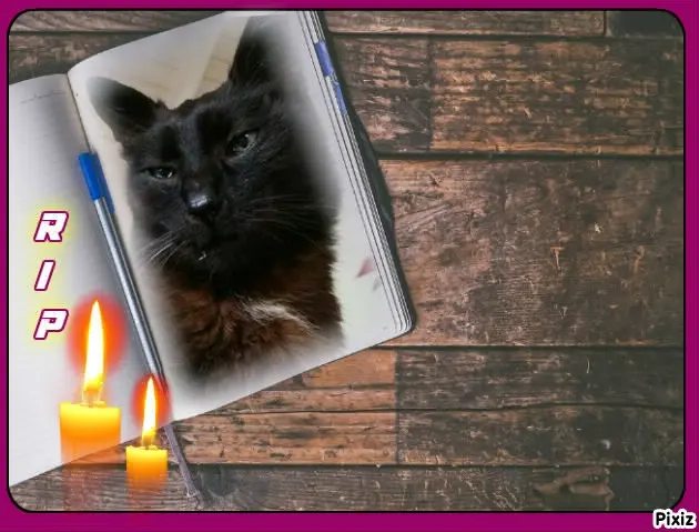 Condolence image of Timmys Mutti Tanja an Sternenprinz Benny ❤