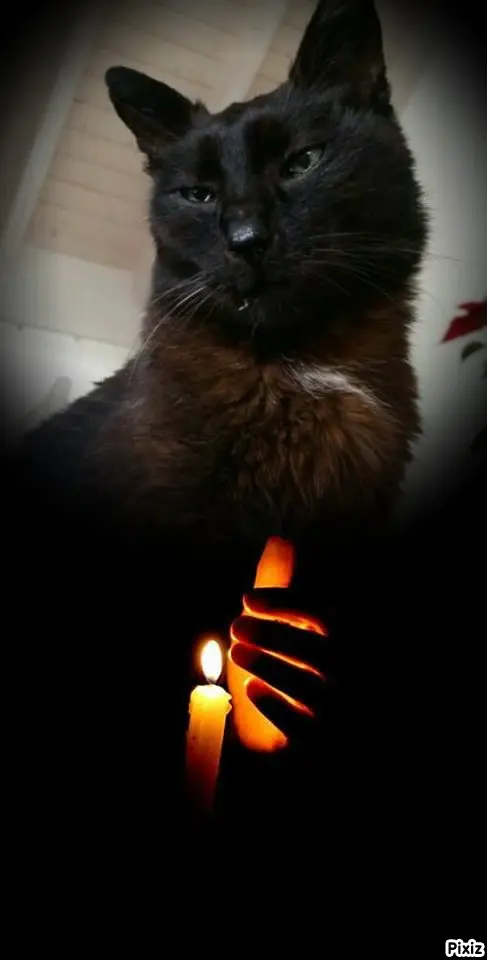 Condolence image of Tanja mit Timmy im Herzen
