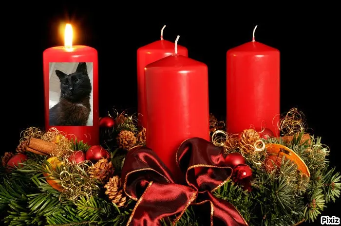 Condolence image of Timmys Mutti Tanja an Sternenprinz Benny ❤