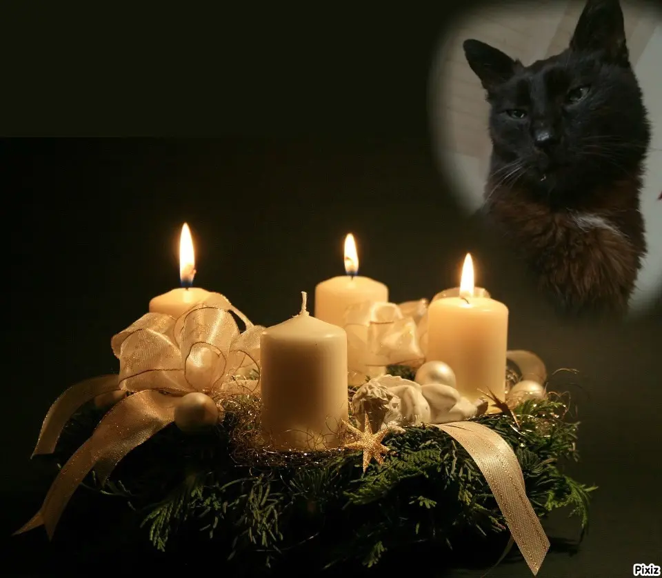 Condolence image of Timmys Mutti Tanja an Sternenprinz Benny ❤
