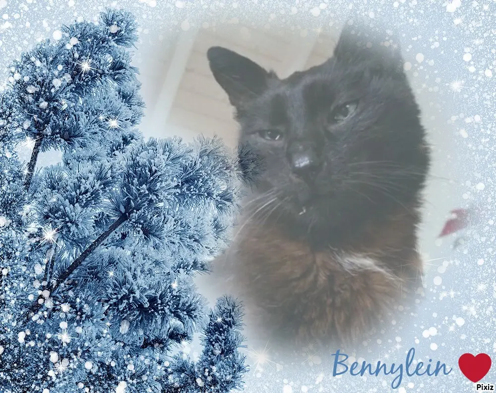 Condolence image of Tanja mit Timmy im Herzen 