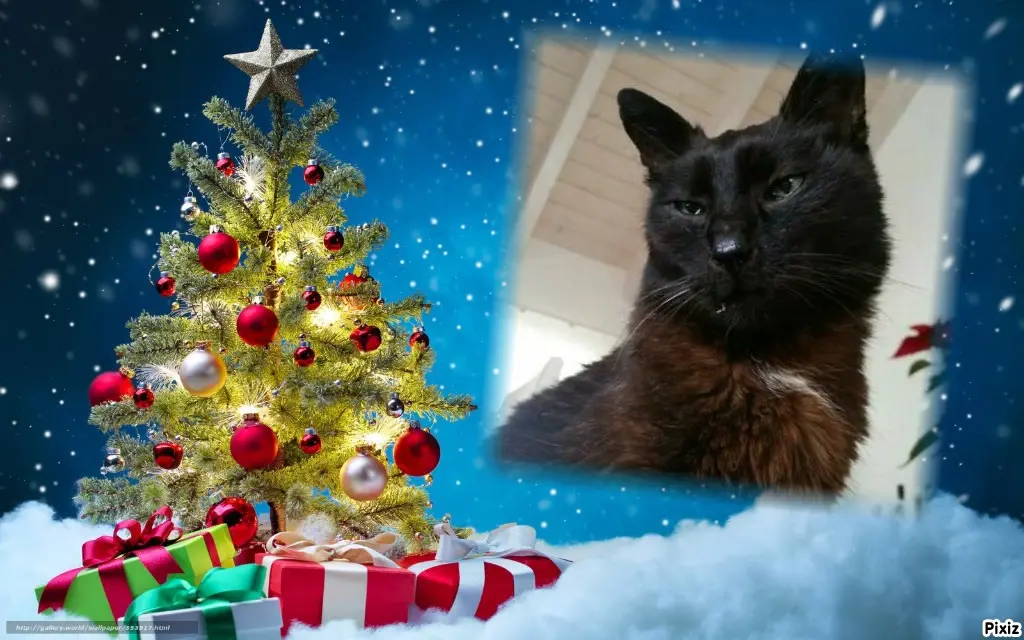 Condolence image of Timmys Mutti Tanja an Sternenprinz Benny ❤