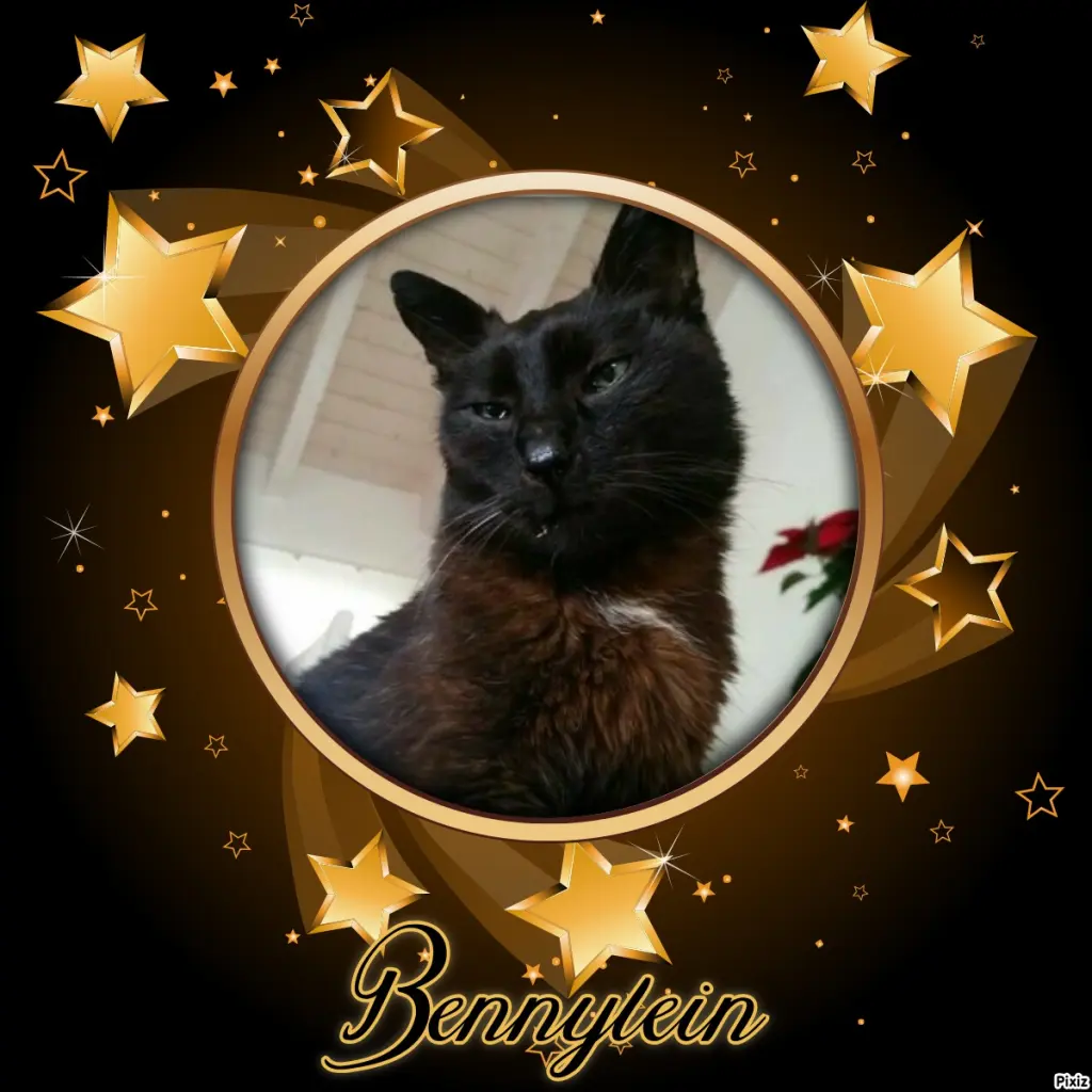 Condolence image of Timmys Mutti Tanja an Sternenprinz Benny ❤