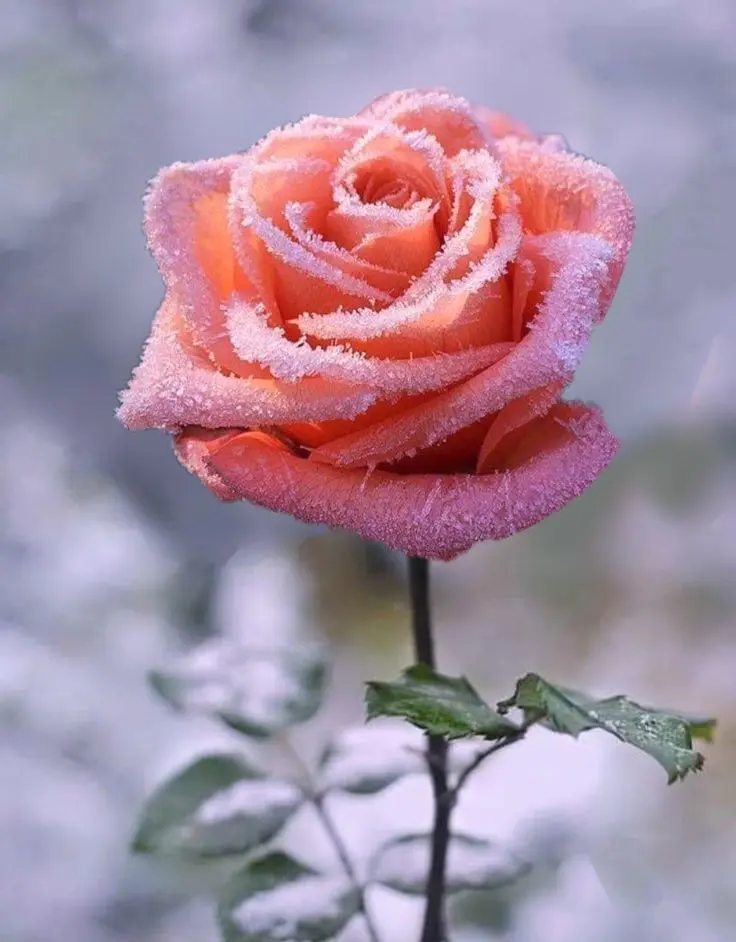 Condolence image of Für Dich kleiner Schatz Benny❤️