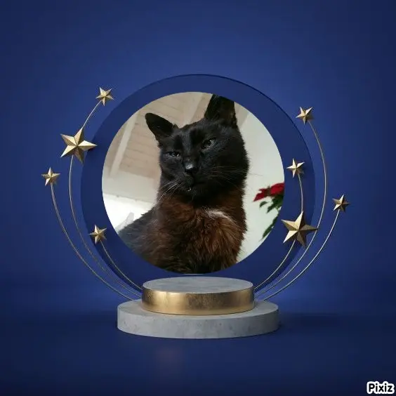 Condolence image of Tanja mit Timmy im Herzen