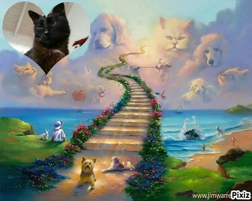 Condolence image of Tanja mit Timmy im Herzen