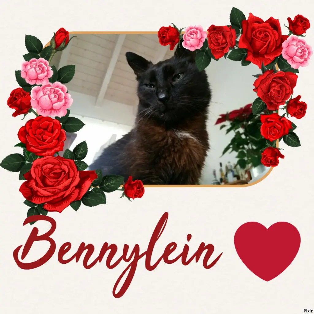 Condolence image of Timmys Mutti Tanja an Sternenprinz Benny ❤