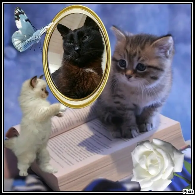 Condolence image of Timmys Mutti Tanja an Sternenprinz Benny ❤