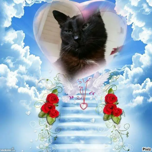 Condolence image of Tanja mit Timmy im Herzen