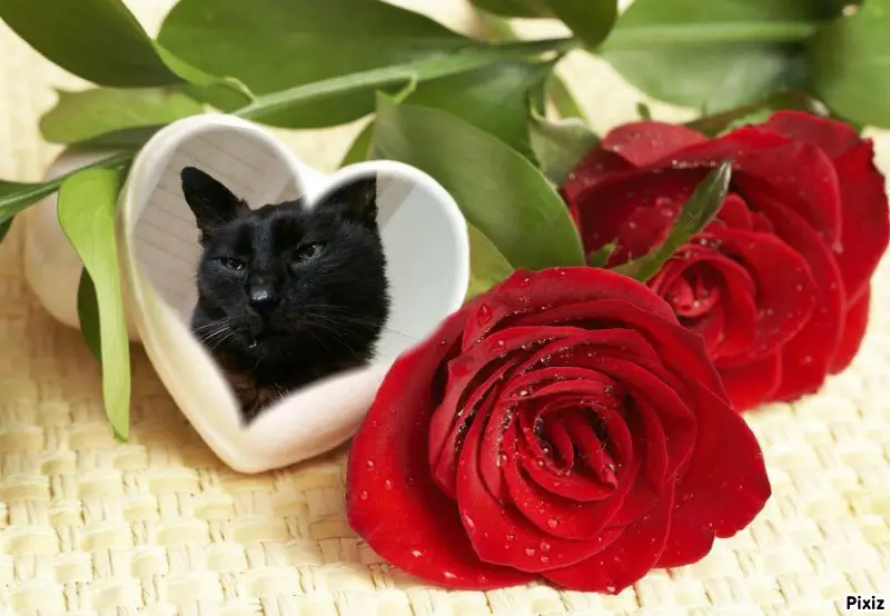 Condolence image of Timmys Mutti Tanja an Sternenprinz Benny ❤
