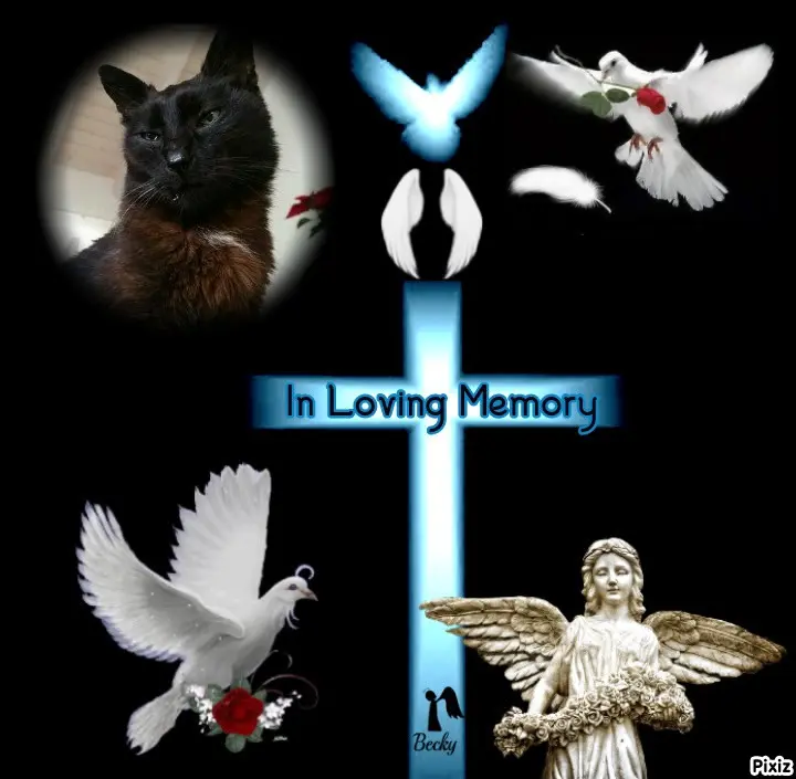 Condolence image of Tanja mit Timmy im Herzen 