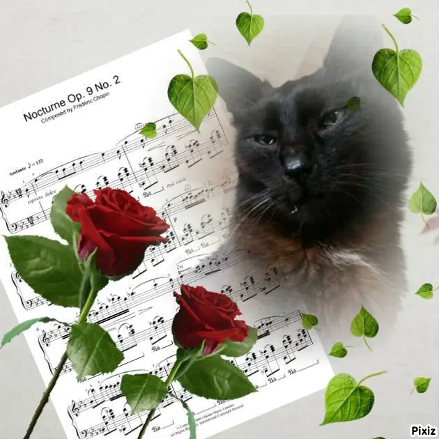 Condolence image of Timmys Mutti Tanja an Sternenprinz Benny ❤