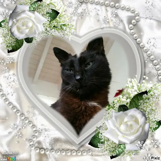 Condolence image of Timmys Mutti Tanja an Sternenprinz Benny ❤