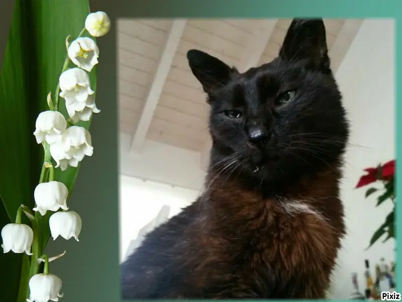 Condolence image of Timmys Mutti Tanja an Sternenprinz Benny ❤