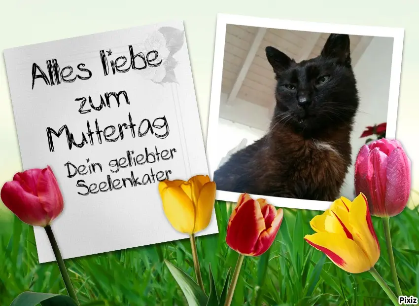 Condolence image of Tanja mit Timmy im Herzen 