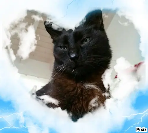 Condolence image of Tanja mit Timmy im Herzen