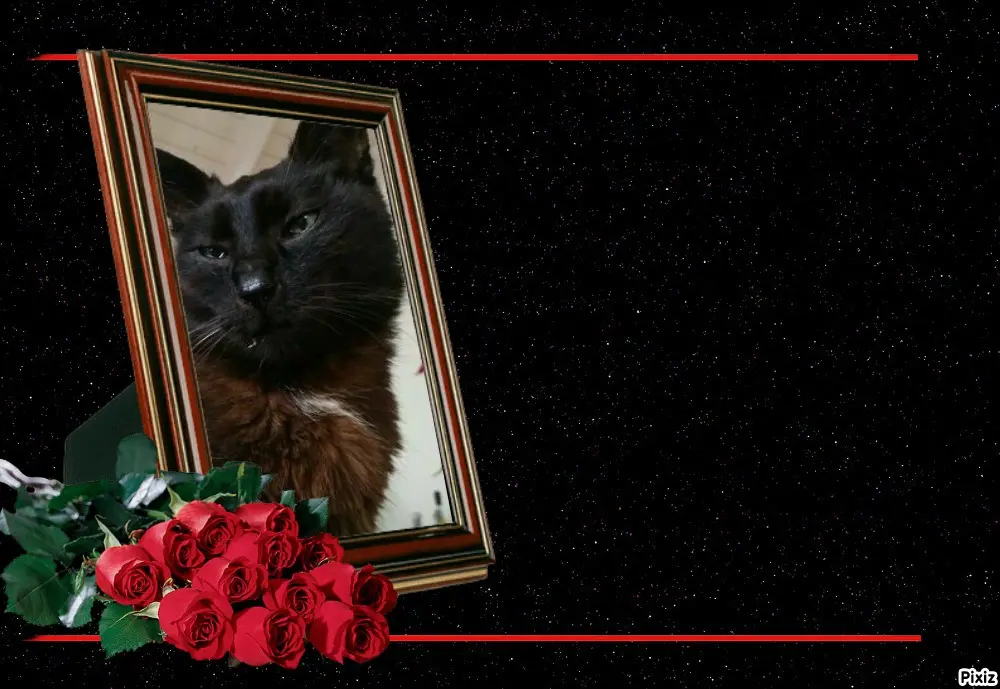 Condolence image of Timmys Mutti Tanja an Sternenprinz Benny ❤