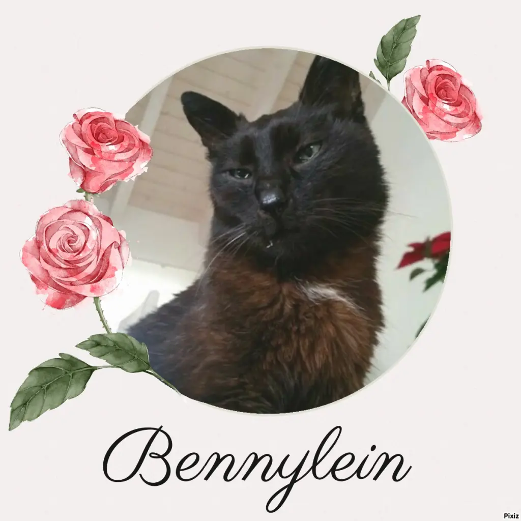 Condolence image of Timmys Mutti Tanja an Sternenprinz Benny ❤