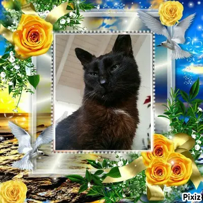 Condolence image of Timmys Mutti Tanja an Sternenprinz Benny ❤