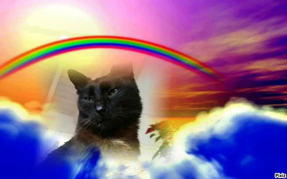 Condolence image of Tanja mit Timmy im Herzen