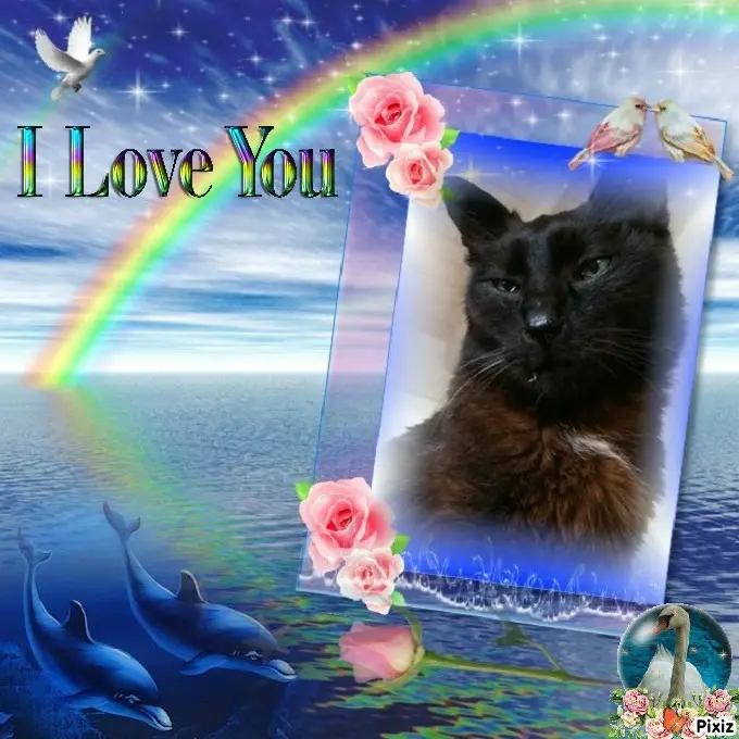 Condolence image of Timmys Mutti Tanja an Sternenprinz Benny ❤