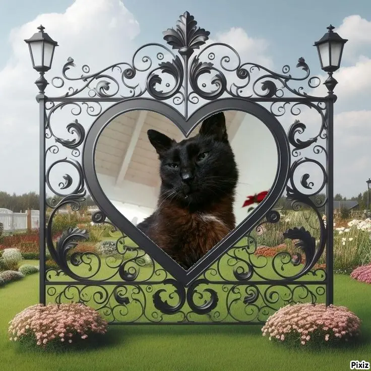 Condolence image of Timmys Mutti Tanja an Sternenprinz Benny ❤