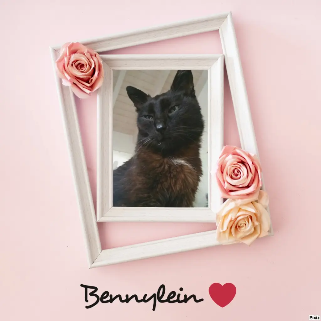 Condolence image of Timmys Mutti Tanja an Sternenprinz Benny ❤