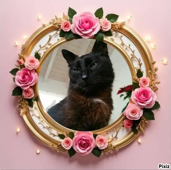 Condolence image of Timmys Mutti Tanja an Sternenprinz Benny ❤