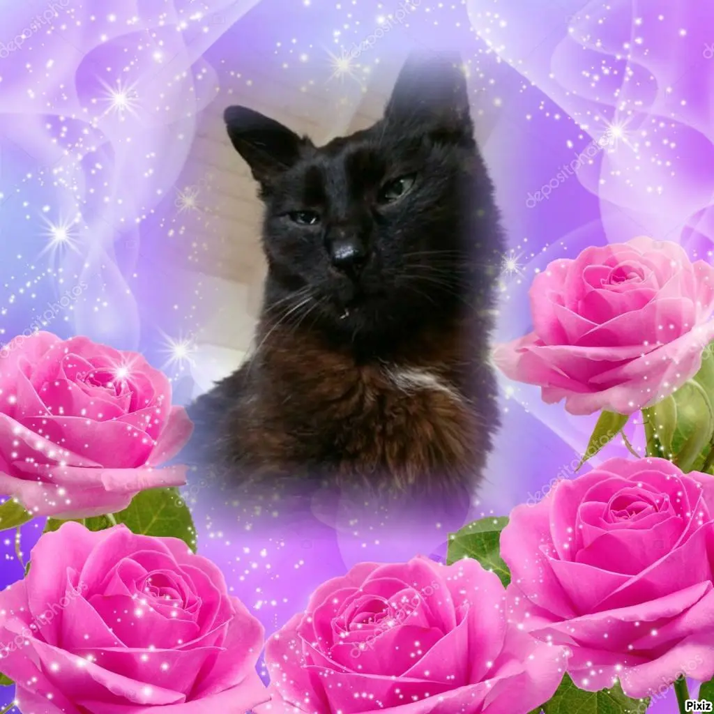 Condolence image of Timmys Mutti Tanja an Sternenprinz Benny ❤