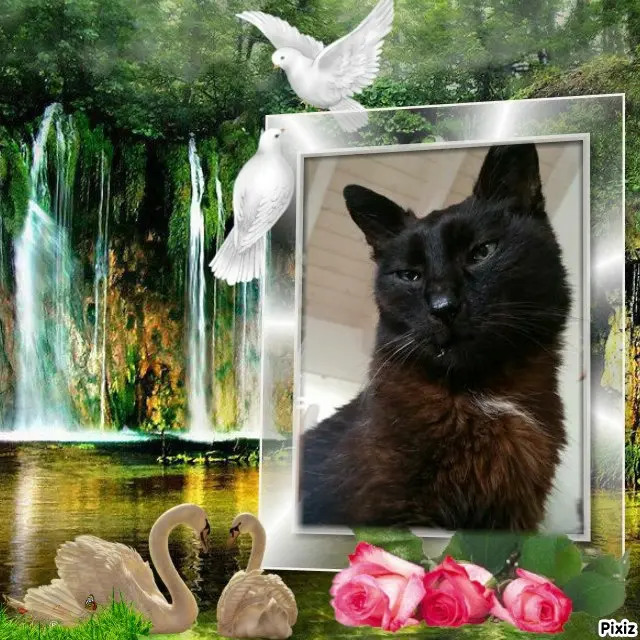 Condolence image of Timmys Mutti Tanja an Sternenprinz Benny ❤