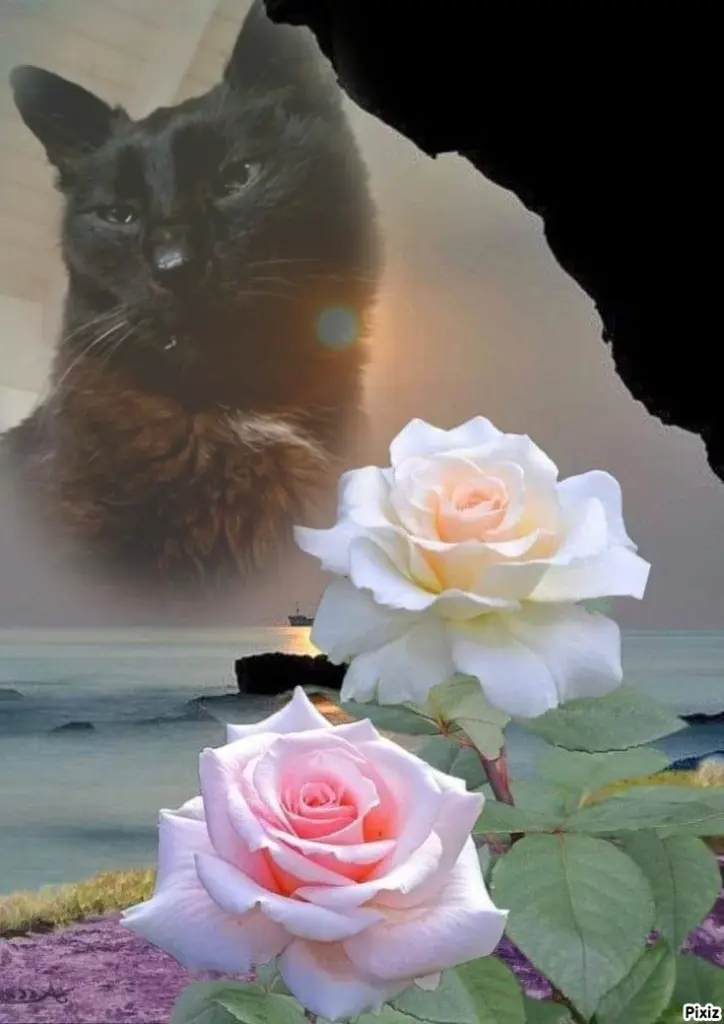 Condolence image of Timmys Mutti Tanja an Sternenprinz Benny ❤