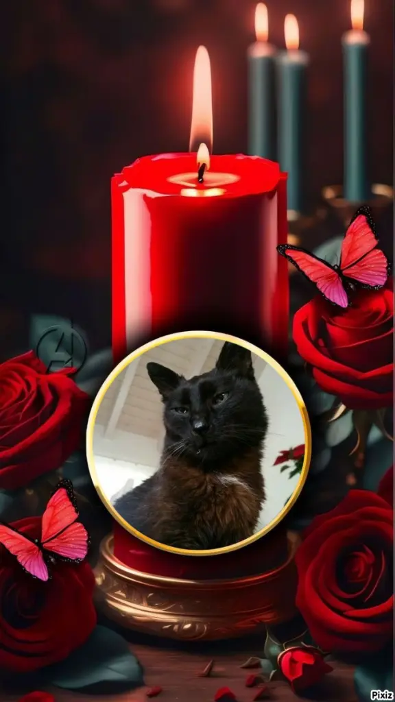 Condolence image of Timmys Mutti Tanja an Sternenprinz Benny ❤