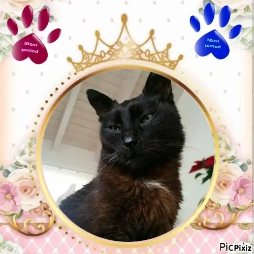 Condolence image of Timmys Mutti Tanja an Sternenprinz Benny ❤