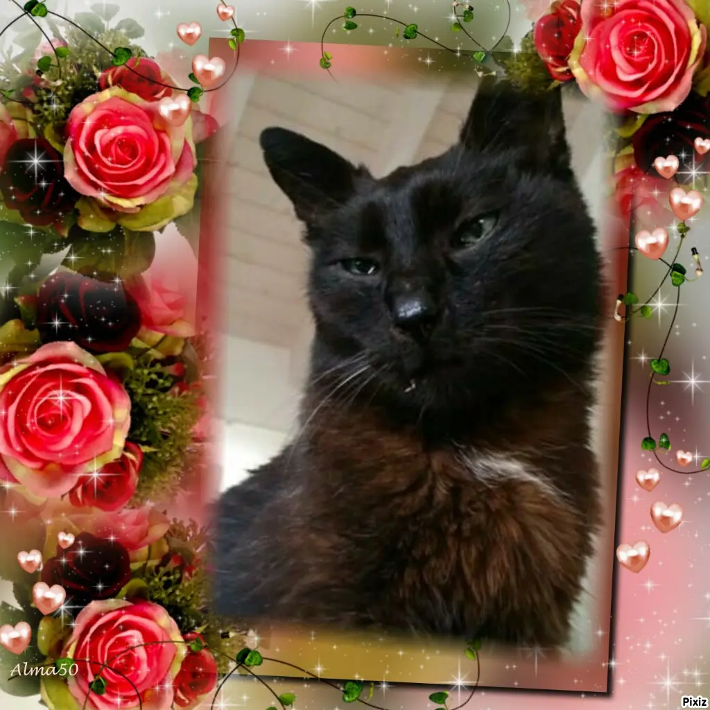 Condolence image of Timmys Mutti Tanja an Sternenprinz Benny ❤