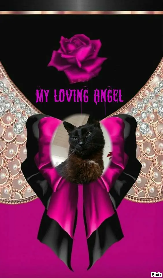 Condolence image of Timmys Mutti Tanja an Sternenprinz Benny ❤