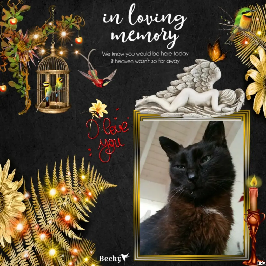 Condolence image of Tanja mit Timmy im Herzen 