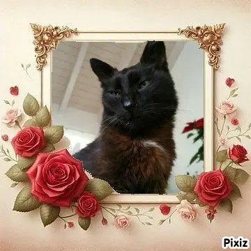 Condolence image of Timmys Mutti Tanja an Sternenprinz Benny ❤