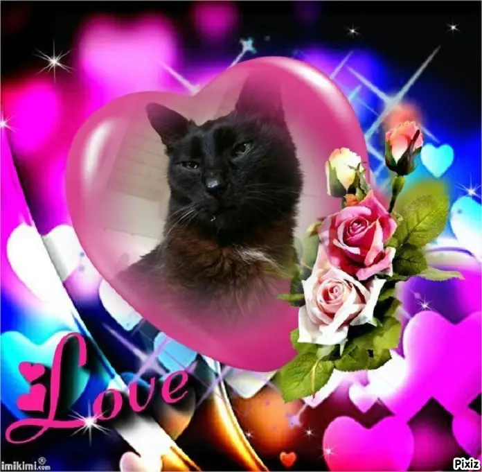 Condolence image of Timmys Mutti Tanja an Sternenprinz Benny ❤