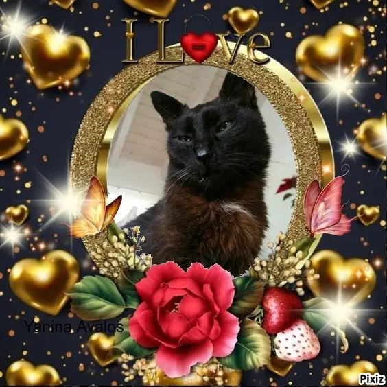 Condolence image of Timmys Mutti Tanja an Sternenprinz Benny ❤
