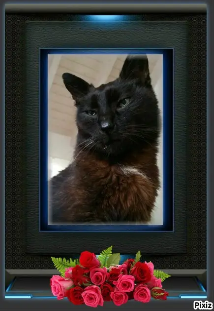 Condolence image of Timmys Mutti Tanja an Sternenprinz Benny ❤