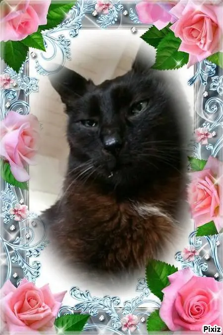 Condolence image of Timmys Mutti Tanja an Sternenprinz Benny ❤