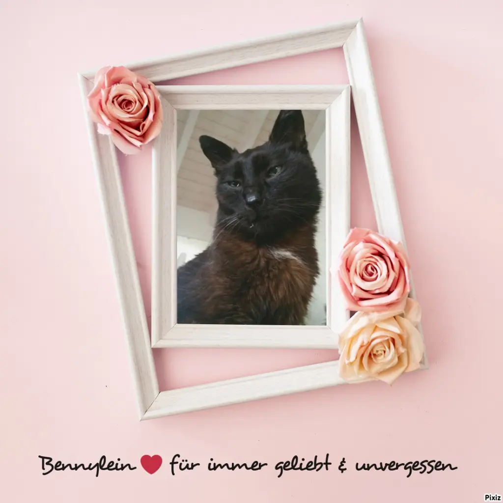 Condolence image of Timmys Mutti Tanja an Sternenprinz Benny ❤